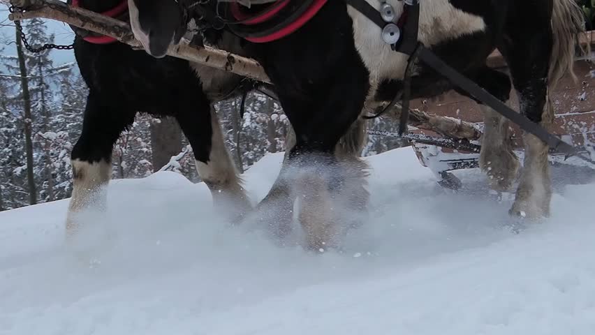 running horses with a sleigh in the snowy forest