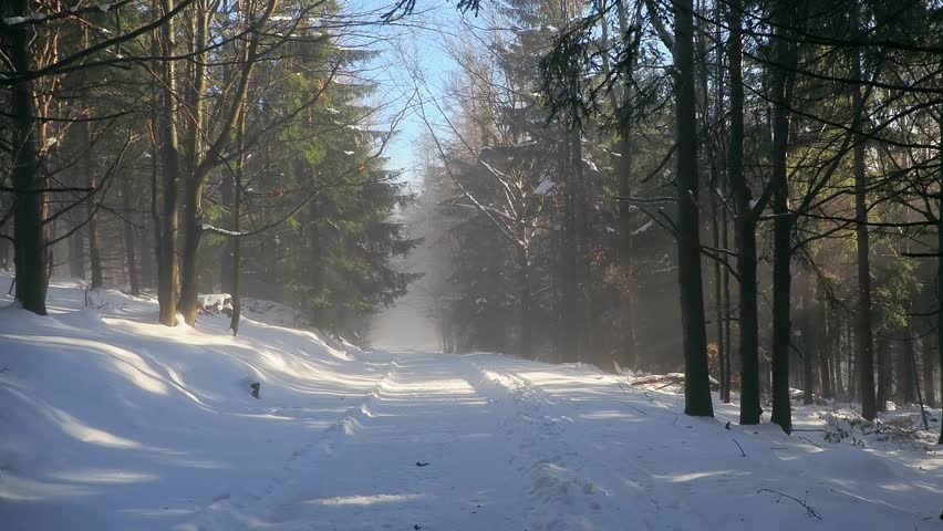 panorama of snowy forest with fog during sun