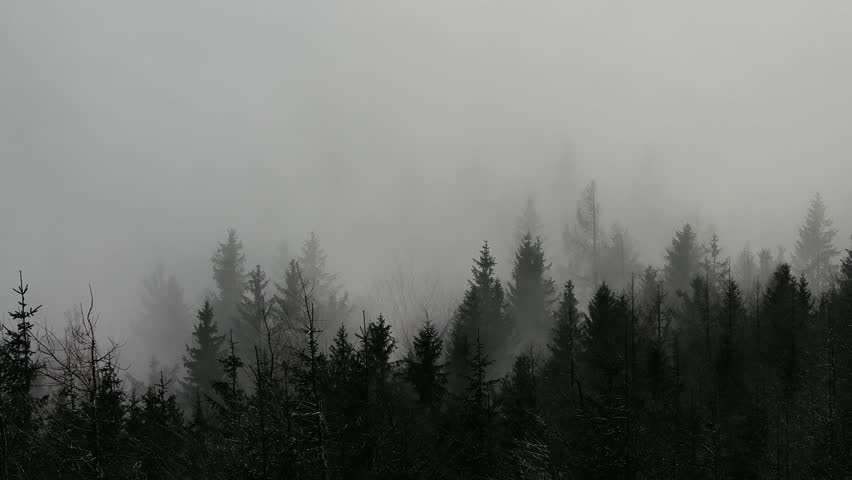 panorama of a foggy winter forest time lapse