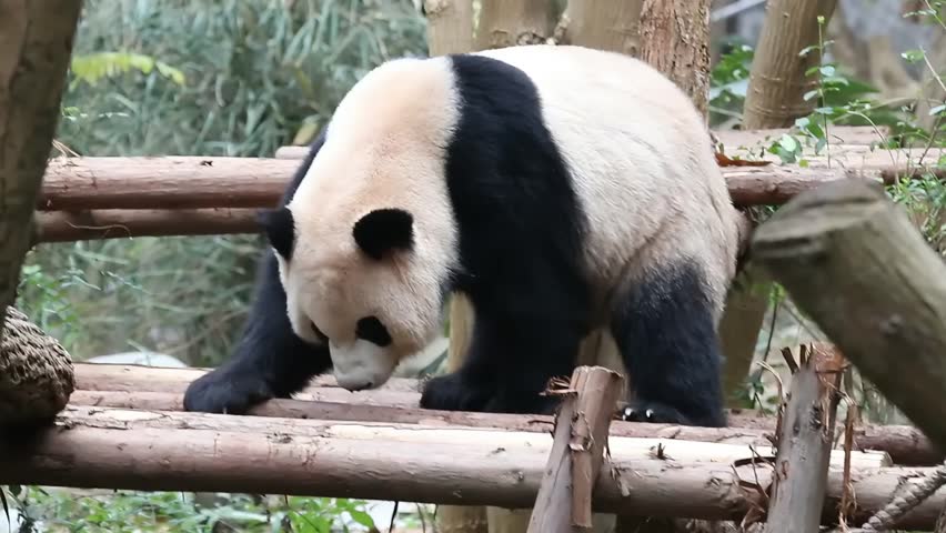 IFunny pose of Panda, tchy Panda scratchinbg his fur on the wood log