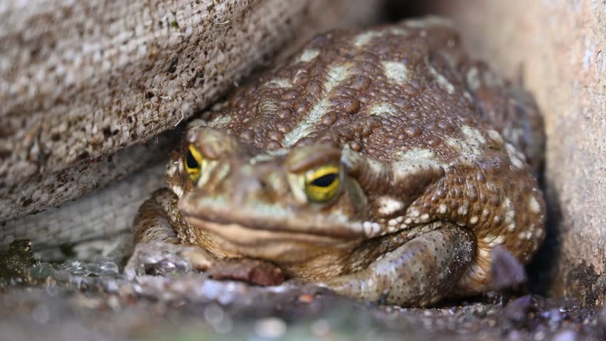 Large brown toad sitting on the street