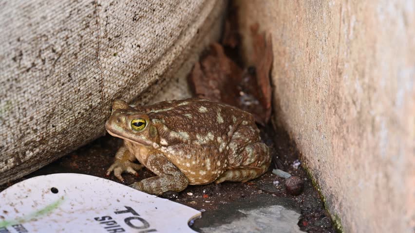 Large brown toad sitting on the street