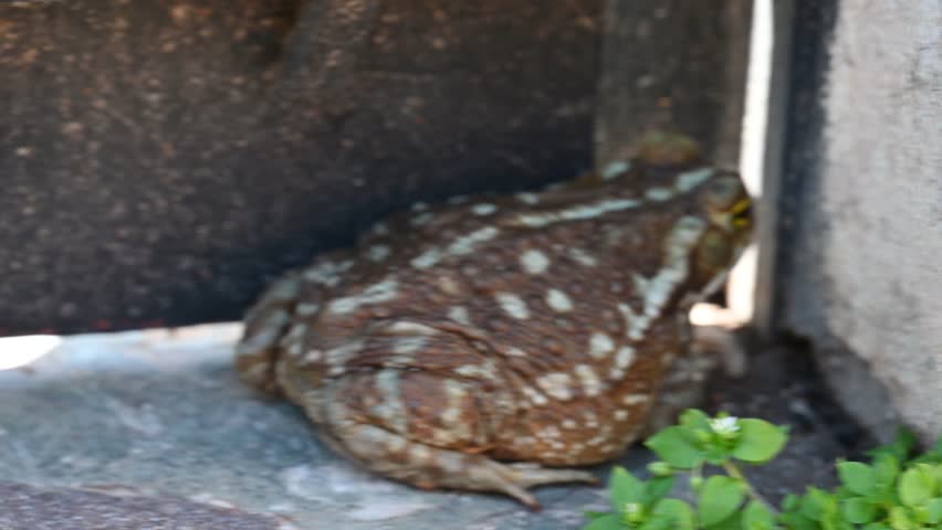 Large brown toad sitting on the street