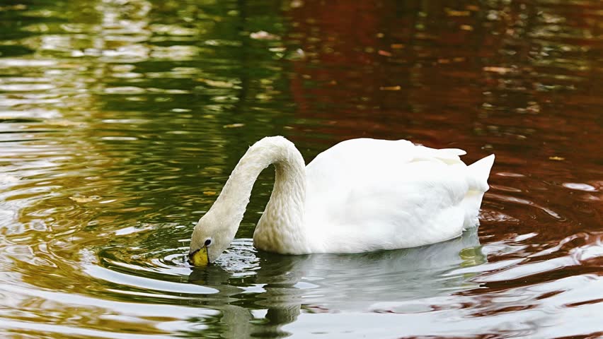 A graceful white swan gliding on a calm lake with colorful reflections of autumn trees. The water surface shows a mix of green and red hues, creating a serene natural scene. Captured in soft daylight.