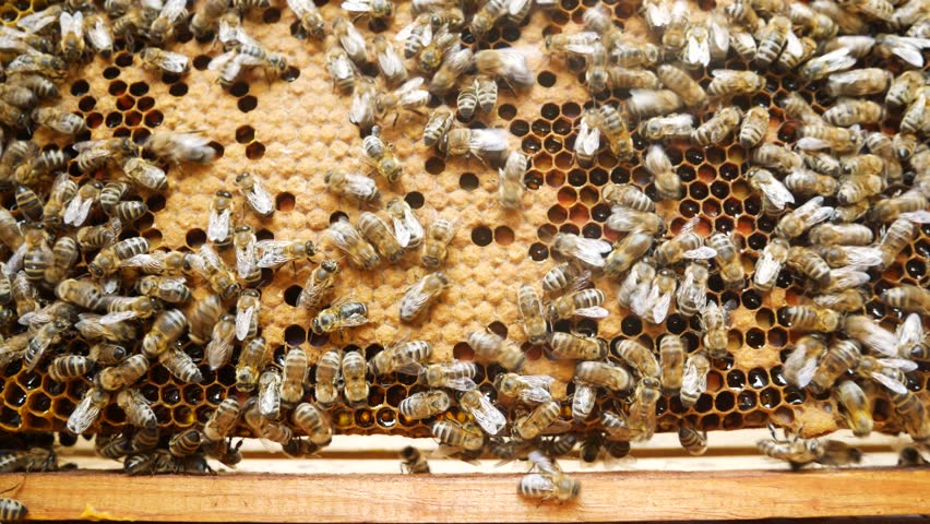 Many bees crawl on a honey frame inside the beehive in the apiary, collecting and sealing fresh golden honey. Beekeeping and honey production concept