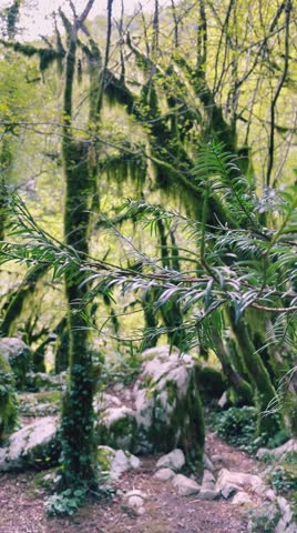 Explore a vibrant green forest that is full of lush, mosscovered trees and intricate rocky pathways to enjoy