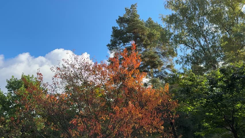 Autumn trees in the forest.