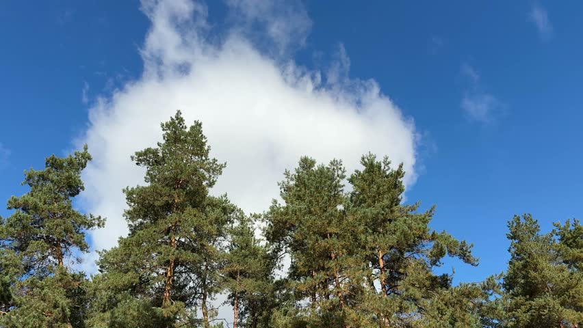 Sky clouds over pine trees.