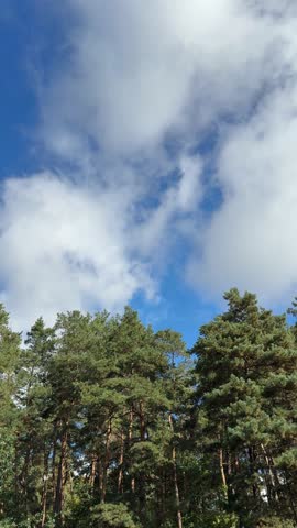 Sky clouds over pine trees, vertical video.