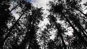  Dramatic Low Angle Shot of Pine Forest Canopy and Sky. A slow, contemplative shot capturing the imposing vertical lines of pine tree trunks and the intricate, dark silhouettes of the needle-covered c - Powered by Shutterstock - Get 15% off with code: PIKWIZARD15