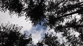  Dramatic Low Angle Shot of Pine Forest Canopy and Sky. A slow, contemplative shot capturing the imposing vertical lines of pine tree trunks and the intricate, dark silhouettes of the needle-covered c - Powered by Shutterstock - Get 15% off with code: PIKWIZARD15
