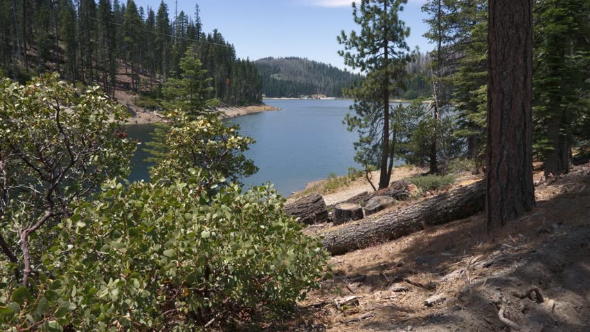 Summer landscape with a view of a calm lake framed by pine trees and shrubs in the foreground under a clear blue sky