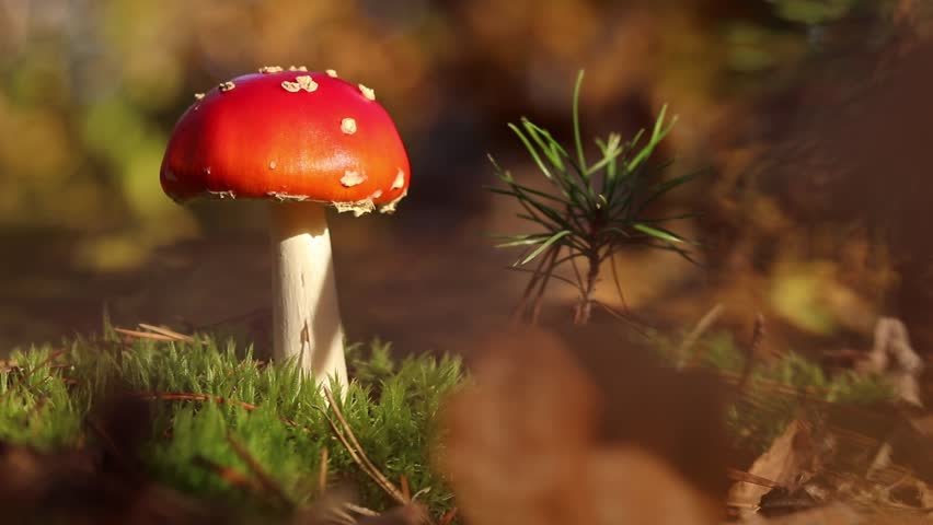 A fly agaric with a bright red cap close-up. A fly agaric grows on mossy forest floor. Beautiful fly agaric mushroom in the forest in autumn. Poisonous mushroom close-up. Nature