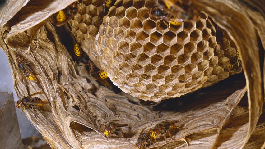 close-up of a hornet building its nest, bottom view. A big hornet