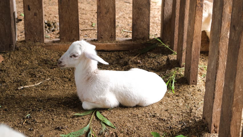 A baby lamb is peacefully resting on the ground of a barn, surrounded by straw and wooden fencing. This tranquil moment captures the essence of farm life