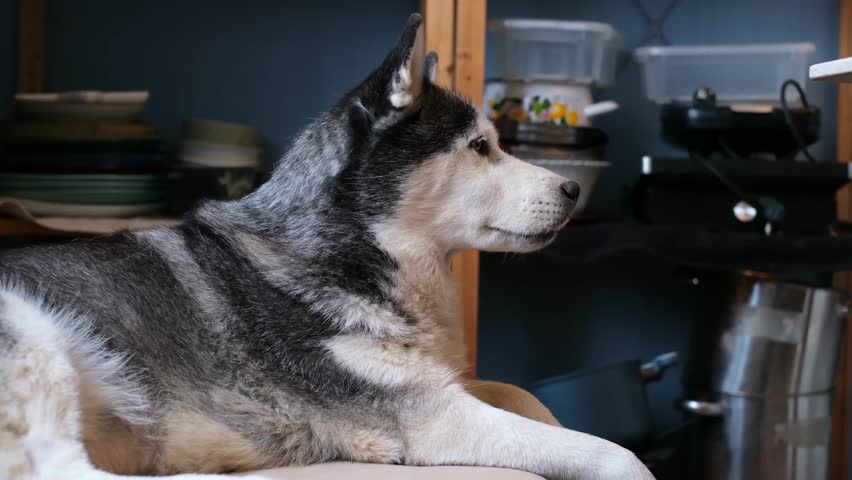 The dog yawns with its mouth wide open. An old husky dog with blue eyes lies on the couch in a cozy house with caring owners. A sad elderly pet. A sick pet suffering from an illness.