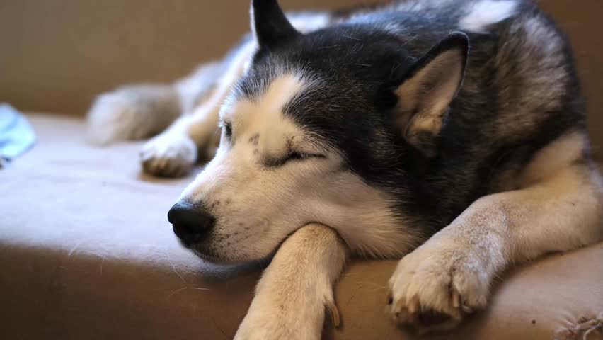 An old husky dog with blue eyes lies on the couch in a cozy house with caring owners. A sad elderly pet. A sick pet suffering from an illness. an aging dog. Dog Appreciation Day. twilight of life.
