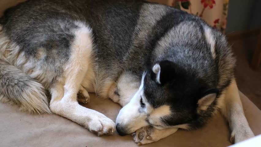 An old husky dog with blue eyes lies on the couch in a cozy house with caring owners. A sad elderly pet. A sick pet suffering from an illness. an aging dog.