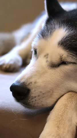 An old husky dog with blue eyes lies on the couch in a cozy house with caring owners. A sad elderly pet. A sick pet suffering from an illness. an aging dog. Loneliness in the twilight of life.