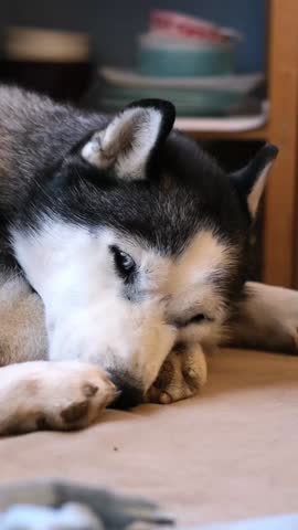 An old husky dog with blue eyes lies on the couch in a cozy house with caring owners. A sad elderly pet. A sick pet suffering from an illness. an aging dog.