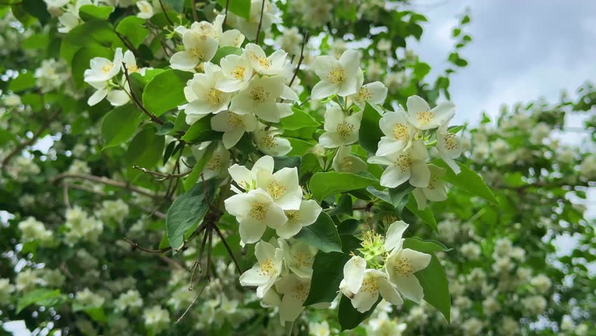 Beautiful blooming jasmine tree covered with fragrant white flowers in summer. The delicate petals and lush green leaves create a fresh, natural, and peaceful garden atmosphere.