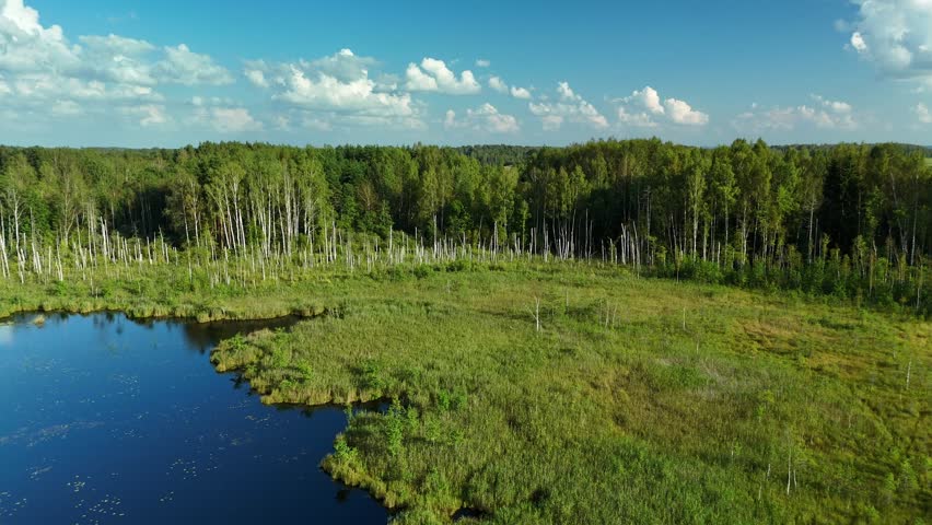 Aerial view of calm, dark water reflecting a blue sky amidst the lush green vegetation of latvian swamps.