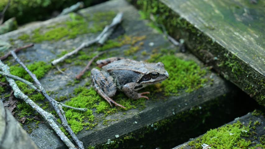 Moor frog (Rana arvalis) semiaquatic amphibian in natural habitat