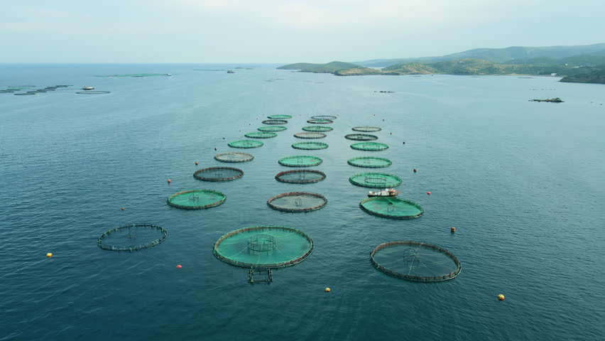 Offshore aquaculture fish farm with lots of fish cages in sea. Aerial view