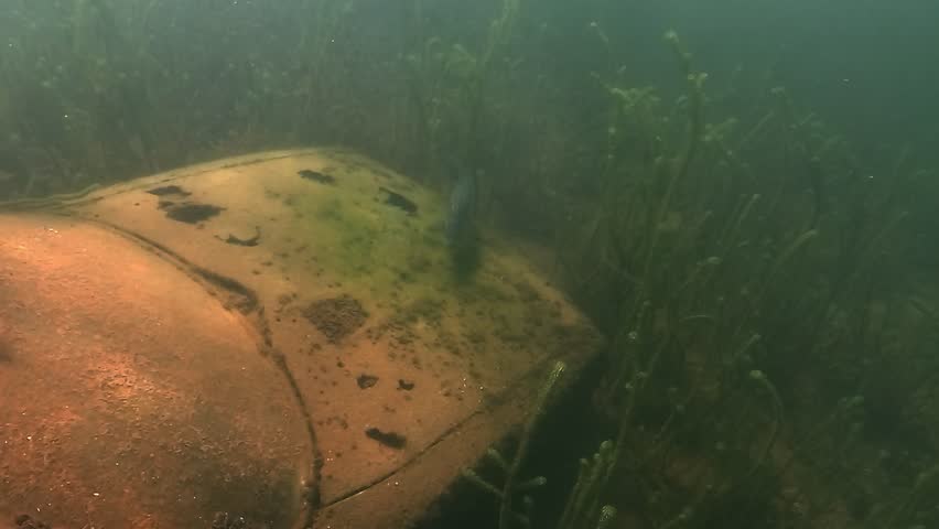 A zander – Sander lucioperca – rests on the hood of a sunken car, then gently lifts off and swims away. Underwater scene blending nature and human relics.