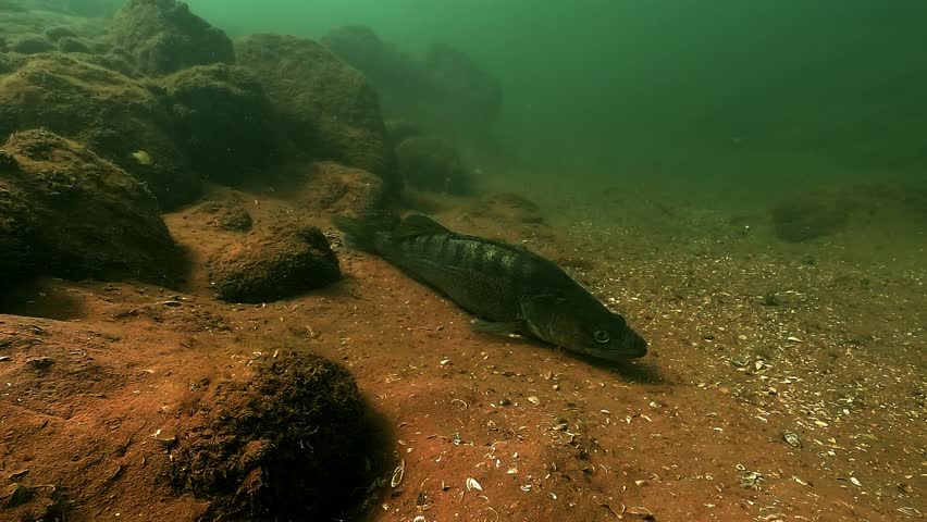 A zander – Sander lucioperca – suddenly lifts off from the lake bottom and swims away. Natural escape behavior in a calm freshwater environment.