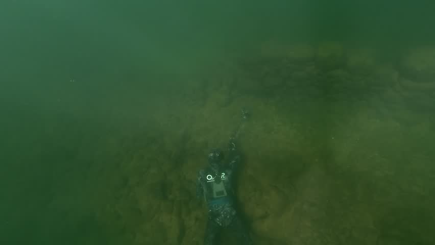 A diver films a zander – Sander lucioperca – resting on the lakebed using a pole-mounted camera. The slow and careful approach avoids disturbing the fish’s natural behavior.