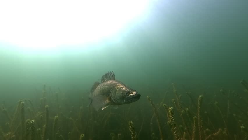 A zander – Sander lucioperca – swims near the camera before turning and disappearing into underwater vegetation. Natural behavior in freshwater habitat.