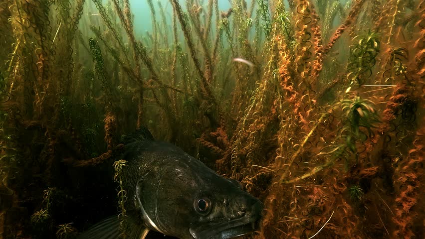 Close-up of a zander – Sander lucioperca – resting among submerged vegetation before slowly lifting off and swimming away. Calm underwater scene.