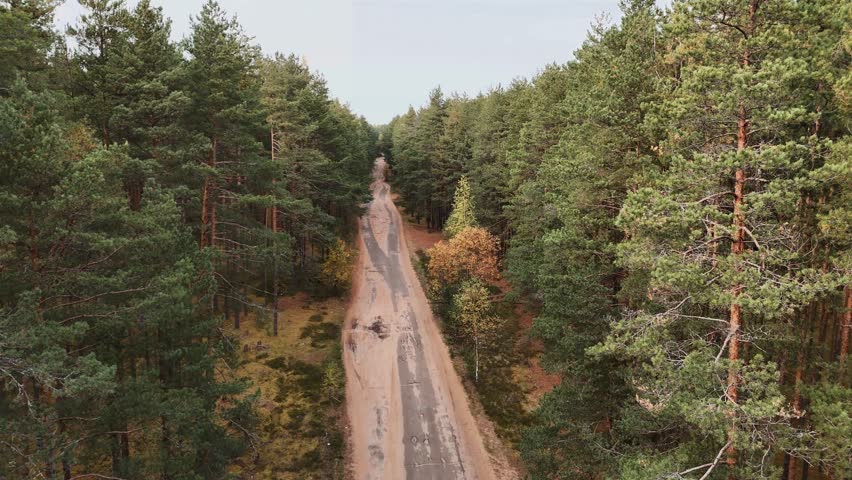Long winding road path through green pine forest, Aerial view