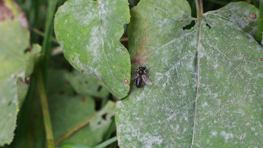 A Small Wild Bee Rests On A Leaf Infected With Powdery Mildew, Rhythmically Pulsing Its Abdomen. Close Up Macro Shot Of Insect Behavior In Nature.