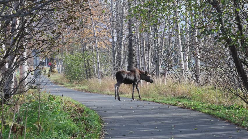 Young moose walking through autumn forest in Anchorage, Alaska. Wild moose captured in urban environment, moving peacefully among trees. Wild nature of Alaska, USA. 
