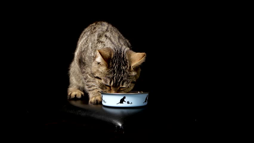 Young striped cat eagerly eating from a bowl on black background. Perfect for pet food ads, veterinary content, themes of animal care and nutrition.