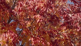 Leaves red color. Nature fall beauty. Fall season weather. Red autumn leaf natural background, 4k. Autumn nature. Red leaves on forest tree. Seasonal autumnal tree. Autumn red leaves - Powered by Shutterstock - Get 15% off with code: PIKWIZARD15