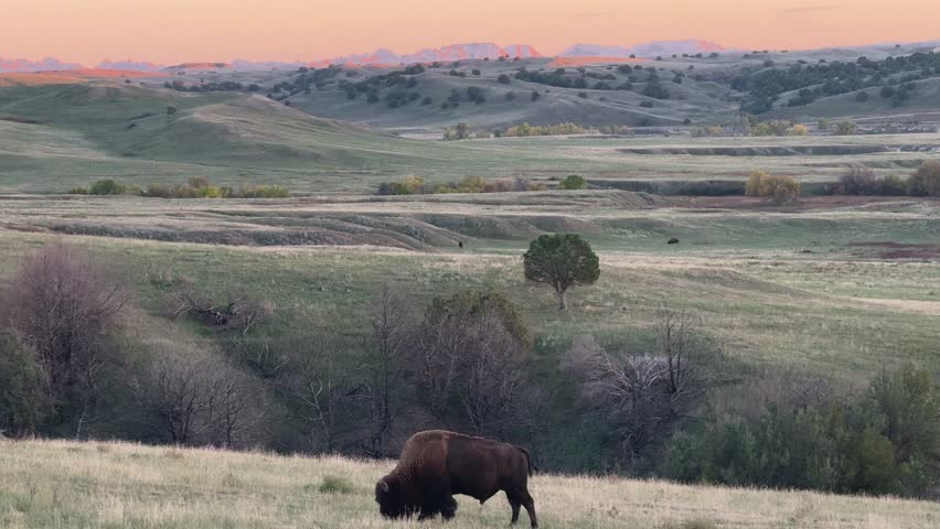 A bison roaming through the grasslands in Badlands National Park in South Dakota, United States 