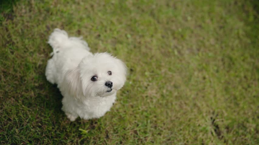 A small white Maltese dog stands in green grass, looking up at the camera. The dog is fluffy and has big, brown eyes. The dog is curious and playful. This cute dog makes a lovely pet.
