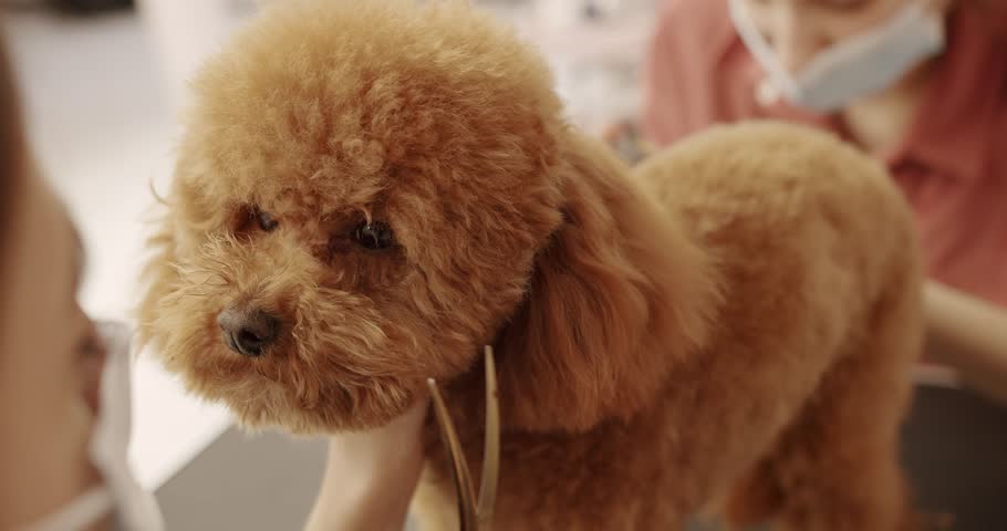 Professional Pet groomer making cute Poodle dog haircut with scissors. Woman doing hairstyle pet hairdresser. grooming salon. The amusing canine sat calmly at the grooming salon or veterinary clinic.