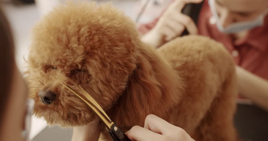Professional Pet groomer making cute Poodle dog haircut with scissors. Woman doing hairstyle pet hairdresser. grooming salon. The amusing canine sat calmly at the grooming salon or veterinary clinic.