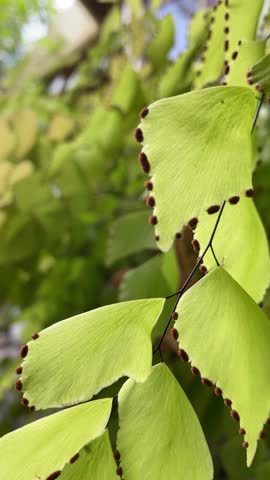 Macro view of green fern leaves showing brown spores along the edges, perfect for botany, biology education, tropical nature, and plant texture backgrounds.