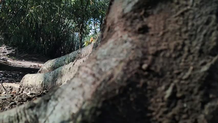 Beautiful natural scenery in a garden in the village