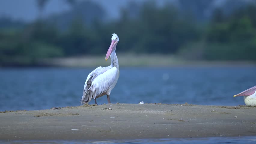 The great white pelican wandering at pulicate backwaters in winter season 