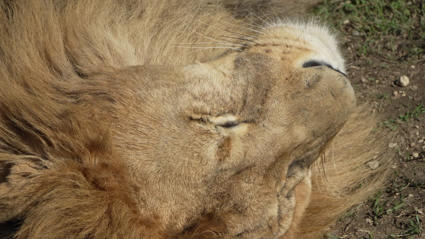 Lion Close-up Resting Wild Animal Closeup A lion with a thick mane lies on its side, its eyes closed, appearing to be sleeping.