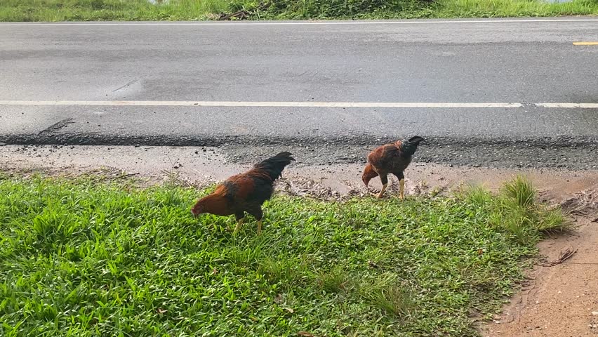 Chicken Walking on Roadside Next to Grass in Thai Countryside