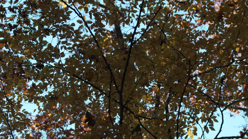 Autumnal trees foliage: Brown leaves scatter in the forest sky during autumn for changing seasons.