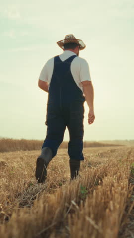 Beautiful rural landscape, back view of farmer walking on wheat fields in harvest season, silhouette against bright sun. Summer in countryside, carefree farmworker admiring nature in ecological region