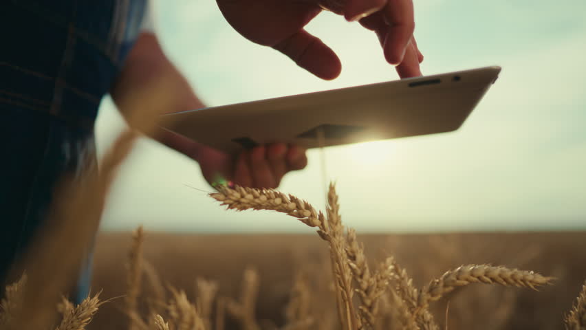 Innovation and computer technology in farming, farmer using tablet, closeup. Professional agronomist or ecologist inputting data in program for agribusiness, strategy of agribusiness development